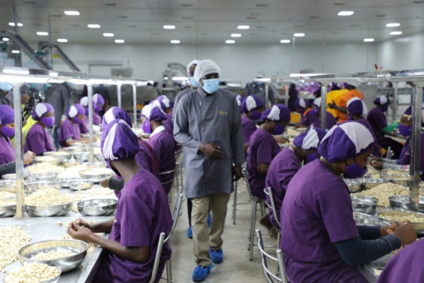 Côte d’Ivoire : La plus moderne des usines de transformation de cajou au monde ouvre dans le Centre du pays