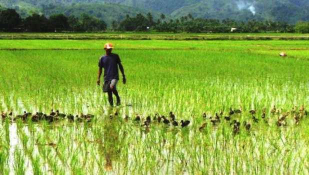 Important écart entre la demande et l’offre de riz en Afrique de l’Ouest : La Cedeao active un nouvel plan d’actions pour atteindre l’autosuffisance en 2025