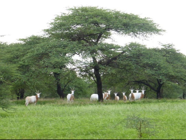 Réserve naturelle communautaire de Koyli-Alpha : La biodiversité animale se renforce avec la naissance de 4 oryx algazelle