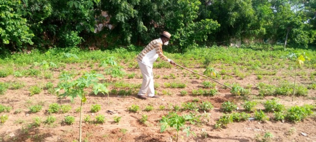 Diass: plus de 100 ha exploités par 130 producteurs locaux Diass: plus de 100 ha exploités par 130 producteurs locaux