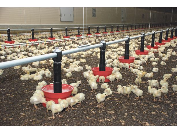 ALIMENTATION : Quelle est la viande la plus consommée sur terre ? ALIMENTATION : Quelle est la viande la plus consommée sur terre ?