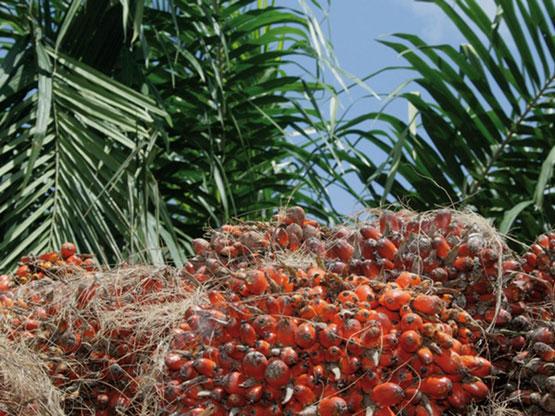 Hausse de 196% du résultat net de la société Palm Côte d’Ivoire au premier semestre 2021