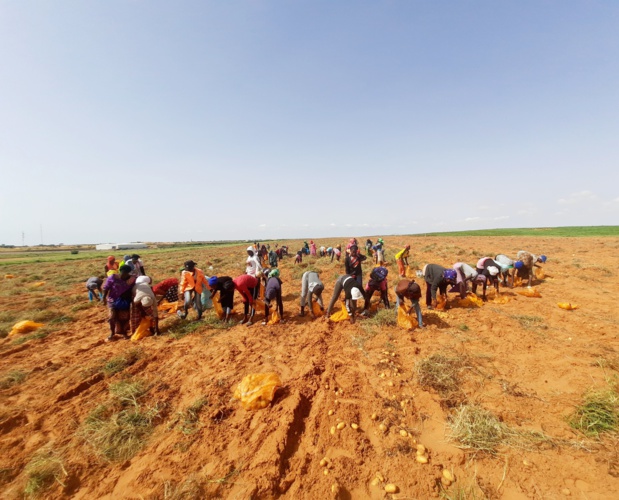 Renforcement des productions agricoles : Trade Hub octroie une subvention de 623 millions FCFA à la société Agro Boye Renforcement des productions agricoles : Trade Hub octroie une subvention de 623 millions FCFA à la société Agro Boye