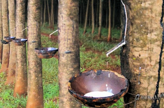 Hausse de 366% du résultat net de la société SAPH au premier semestre 2021 Hausse de 366% du résultat net de la société SAPH au premier semestre 2021