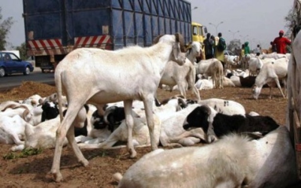 TABASKI : Vélingara : le mouton se fait désirer dans les marchés TABASKI : Vélingara : le mouton se fait désirer dans les marchés