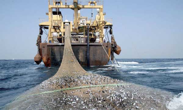 Afrique de l’Ouest : Greenpeace demande l’arrêt de l’industrie de la farine et de l’huile de poisson