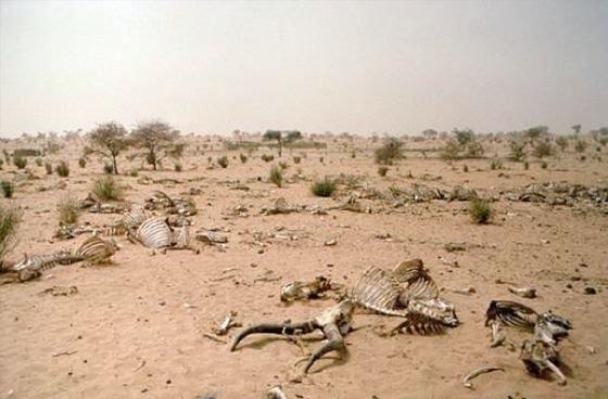 Lutte contre les sécheresses au Sénégal : Des organisations humanitaires souscrivent à une police d’assurance