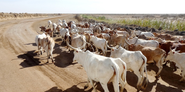 Sénégal : Baisse de l’activité du secteur primaire en août 2021