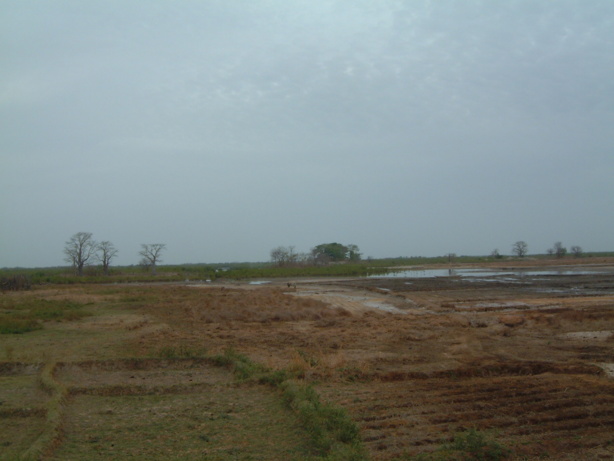 Casamance: "Les eaux et les terres mal valorisées", selon Abdou Salam Kane Casamance: "Les eaux et les terres mal valorisées", selon Abdou Salam Kane