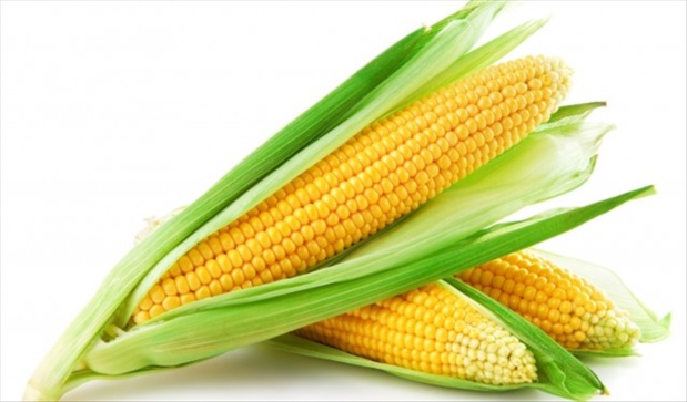 Plaidoyer pour la productivité et la compétitivité du maïs du Sénégal Plaidoyer pour la productivité et la compétitivité du maïs du Sénégal