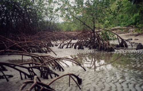 Un projet de 100 mille hectares de mangrove en gestation en Casamance Un projet de 100 mille hectares de mangrove en gestation en Casamance