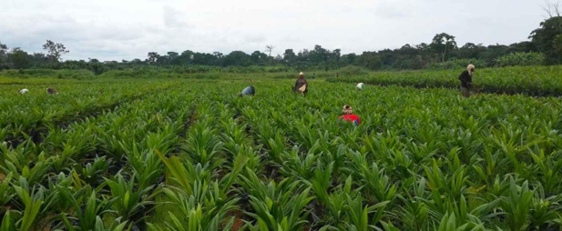 Gambie : L’Afd et le Fida unissent leurs efforts pour la sécurité alimentaire Gambie : L’Afd et le Fida unissent leurs efforts pour la sécurité alimentaire