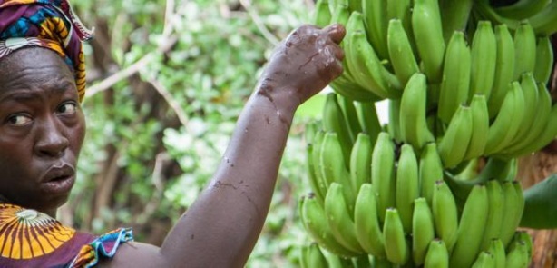 SÉNÉGAL-HORTICULTURE:  L'Etat "prêt" à geler les importations de banane si la production locale garantit la même qualité