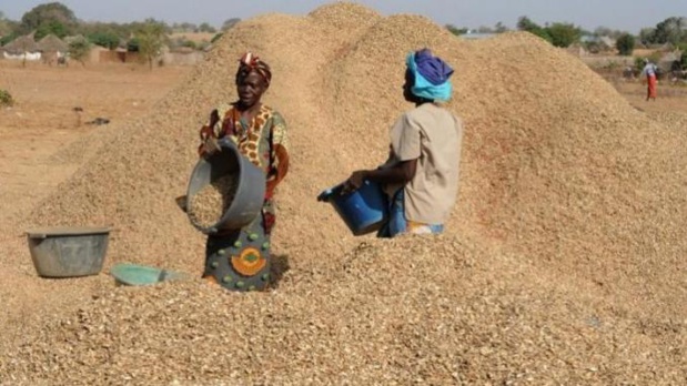 Commercialisation de l’arachide : Le prix du kilogramme fixé à 250 FCFA