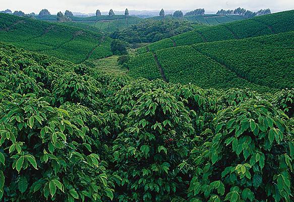 Plantation de caféiers Plantation de caféiers