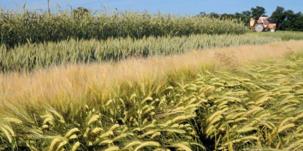 Plaidoyer pour une ratification du protocole de Nagoya Plaidoyer pour une ratification du protocole de Nagoya