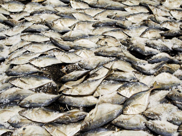Ziguinchor : le tonnage de poisson débarqué augmente depuis 2010 Ziguinchor : le tonnage de poisson débarqué augmente depuis 2010
