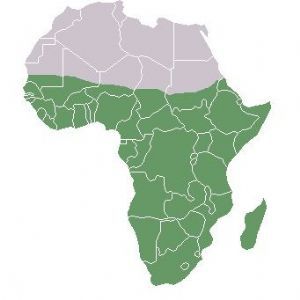 Croissance économique en Afrique : Le CRES initie une rencontre à Dakar