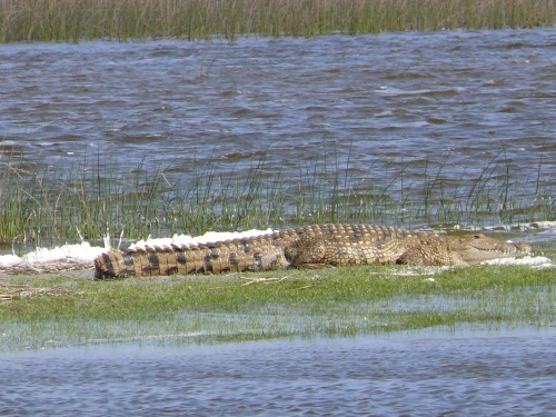 aire marine protégée de la réserve spéciale de Maputo aire marine protégée de la réserve spéciale de Maputo
