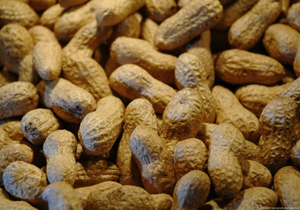 L'arachide est encore l'un des principaux produits d’exportation L'arachide est encore l'un des principaux produits d’exportation