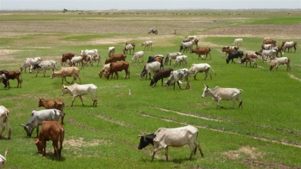 Secteur primaire : Une hausse de 3,3% au troisième trimestre 2021 Secteur primaire : Une hausse de 3,3% au troisième trimestre 2021