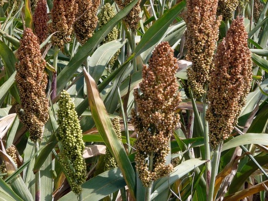 L’Afrique en proie à l’insécurité alimentaire alors que la production céréalière mondiale enregistre un niveau record L’Afrique en proie à l’insécurité alimentaire alors que la production céréalière mondiale enregistre un niveau record