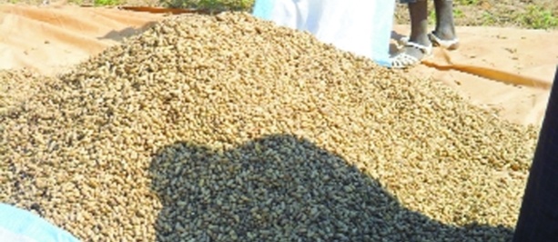 Accord entre l'Etat et les huiliers sur la commercialisation de l'arachide Accord entre l'Etat et les huiliers sur la commercialisation de l'arachide