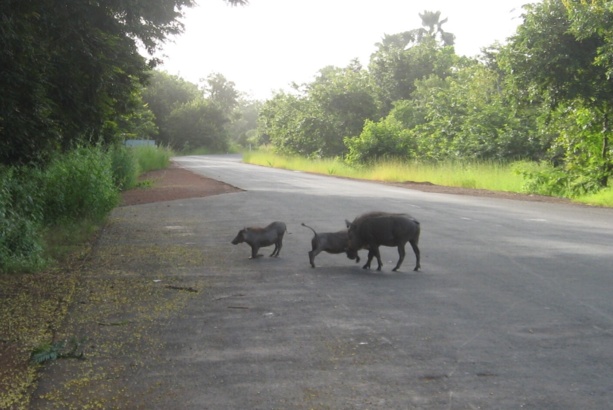 Kédougou : un document évalue à 193 milliards de francs les besoins de financement de la région Kédougou : un document évalue à 193 milliards de francs les besoins de financement de la région