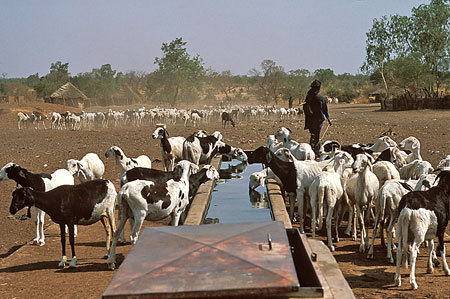 Aminata Mbengue Ndiaye relève les contraintes liées à la santé animale Aminata Mbengue Ndiaye relève les contraintes liées à la santé animale