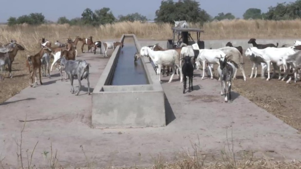Soutien au pastoralisme au Sahel : Farouk Banna de la Banque mondiale salue les résultats de la phase 1 du Praps au Sénégal Soutien au pastoralisme au Sahel : Farouk Banna de la Banque mondiale salue les résultats de la phase 1 du Praps au Sénégal
