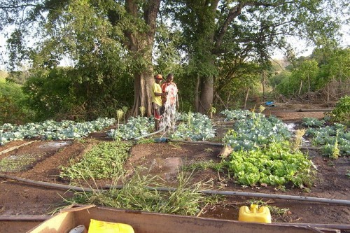 Sénégal : l’ECAI investit 300 milliards de francs CFA dans l’agriculture ‘bio’ Sénégal : l’ECAI investit 300 milliards de francs CFA dans l’agriculture ‘bio’