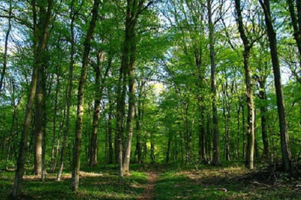 Forêt classée de Mbao : La Fao déploie l’Initiative Villes vertes au Sénégal