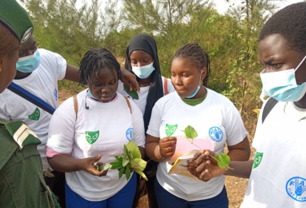 Forêt classée de Mbao : La Fao déploie l’Initiative Villes vertes au Sénégal Forêt classée de Mbao : La Fao déploie l’Initiative Villes vertes au Sénégal