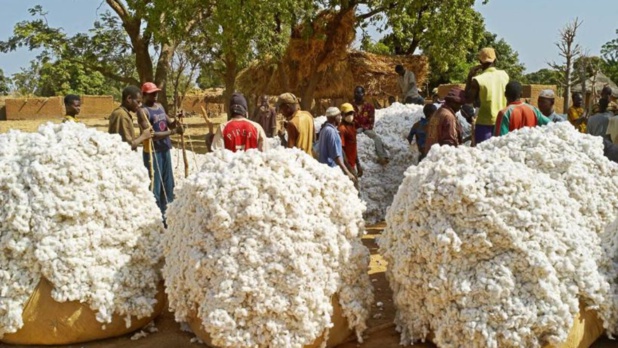 Bénin : Plus de 60% des recettes d’exportation générées par le coton en 2021 Bénin : Plus de 60% des recettes d’exportation générées par le coton en 2021