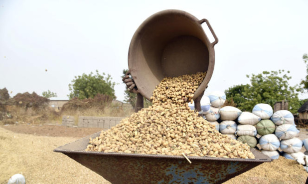 Refinancement partiel de la campagne arachidière : La Boad accorde une ligne de financement de 10 milliards de FCFA à la Bnde