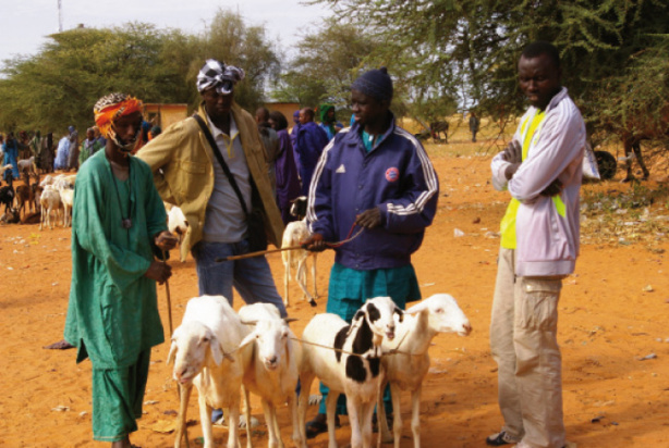 La FAO va accompagner la diffusion du livret de l’éleveur La FAO va accompagner la diffusion du livret de l’éleveur