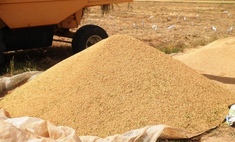 Riz : Le Président Sall veut porter la production à 1 million 80 mille tonnes Riz : Le Président Sall veut porter la production à 1 million 80 mille tonnes