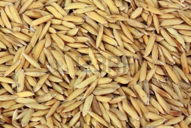 Production de 900 mille tonnes de paddy : l’Etat mise sur l'irrigation et annonce 74 milliards Production de 900 mille tonnes de paddy : l’Etat mise sur l'irrigation et annonce 74 milliards