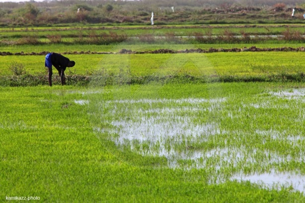 La JICA satisfaite de la productivité rizicole dans la vallée du fleuve La JICA satisfaite de la productivité rizicole dans la vallée du fleuve