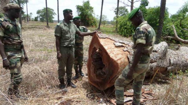 Préservation des forêts : Greenpeace Afrique salue l’engagement du président Macky Sall