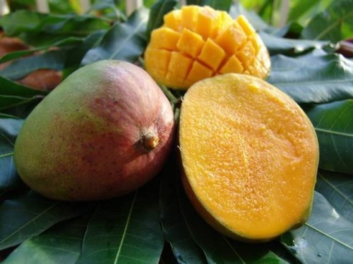 Le Sénégalais Waare Production présente à Paris son vinaigre à base de jus de mangue