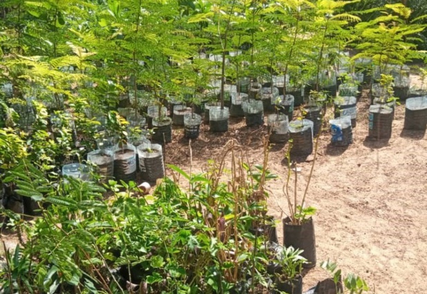 Redynamisation de l’Arboretum de la Forêt classée de Mbao : La Fao appuie les activités avec son «Initiative Villes vertes » Redynamisation de l’Arboretum de la Forêt classée de Mbao : La Fao appuie les activités avec son «Initiative Villes vertes »