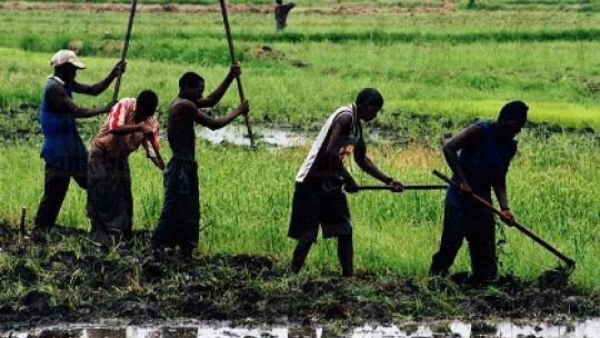 La CNAAS veut promouvoir l'entreprenariat rural en Casamance