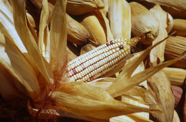 Guerre en Ukraine : La Banque mondiale alerte sur les tensions sur les prix alimentaires et l’énergie Guerre en Ukraine : La Banque mondiale alerte sur les tensions sur les prix alimentaires et l’énergie