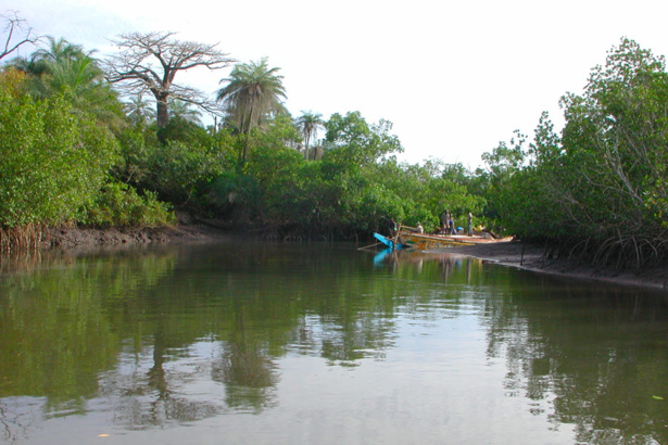 Casamance : la relance de la riziculture de mangrove est un grand défi Casamance : la relance de la riziculture de mangrove est un grand défi