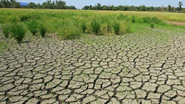 Restauration des terres et résilience climatique : Le Fida pour une hausse immédiate des investissements
