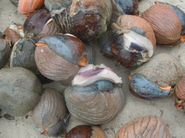 Pêche : Lancement du projet de renforcement de la filière coquillage