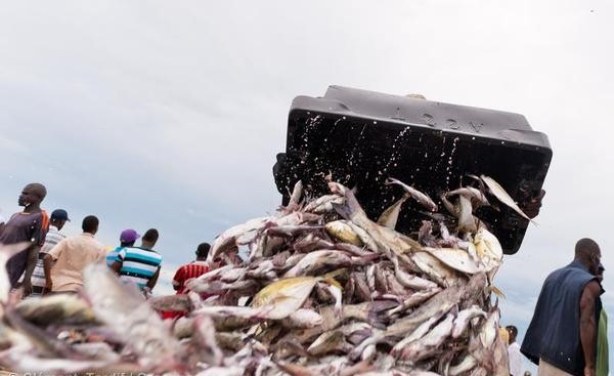 Sept pays ouest-africains veulent renforcer la lutte contre la pêche illicite