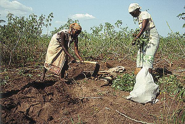 Afrique: Les artistes africains chantent pour soutenir l'agriculture Afrique: Les artistes africains chantent pour soutenir l'agriculture