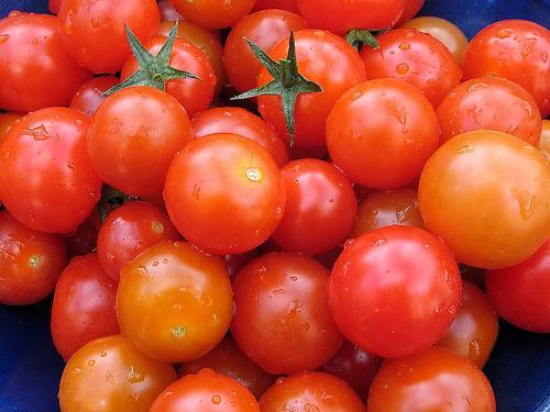 Sénégal: Gaya - Les industriels priés d'accélérer le rythme d'enlèvement de la production de tomates Sénégal: Gaya - Les industriels priés d'accélérer le rythme d'enlèvement de la production de tomates